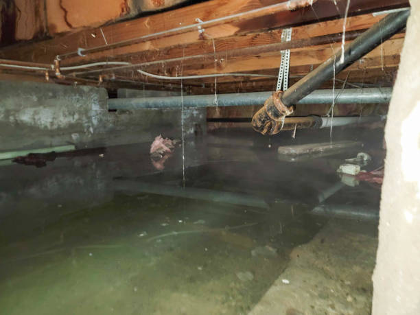 Best Carpet water damage restoration  in Mansfield, OH